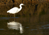Little Egret at Penclawdd, Gower.