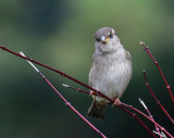 House Sparrow. (Aderyn Y To).