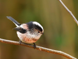 Long Tailed Tit (Yswigw Gynffon Hir).