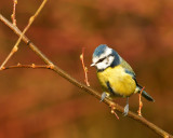 Blue Tit (Titw Tomos Las).