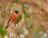 Male Bullfinch feeding.