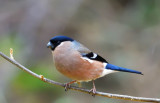 Female Bullfinch.