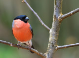 Male Bullfinch.