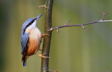 Nuthatch. (Telor y Cnau).