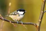 Coal Tit (Titw Penddu).