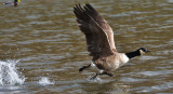 Getting airbourne.