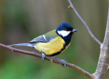 Great Tit.