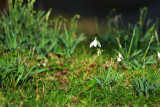 Last of the Snowdrops, Craig-y-Nos.