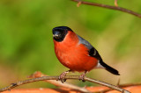 Male Bullfinch.
