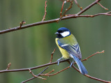Great Tit.