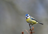 Blue Tit.