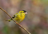 Male Siskin.