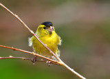 Wind blown Siskin.