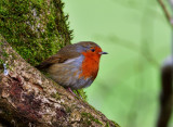 Robin