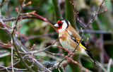 Goldfinch.