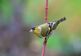Siskin.