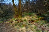 Allowing the light through in the glacial cwm.