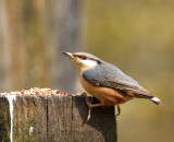 Scruffy Nuthatch.