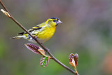 Male Siskin.