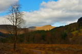 Ground cleared of larch trees, Neuadd. Pen-y-Fan and Cribyn in the distance.