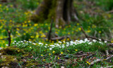 Mountain side Wood Anemones.