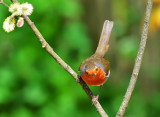 Robin just landed.