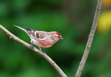 Lesser Redpoll.