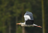 Heron at Llwyn-Onn in the Brecon Beacons.