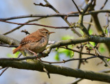 Wren.