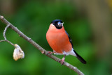 Male Bullfinch.
