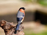 Make Bullfinch.