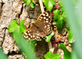 Common Brown.