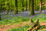 Fforest Fawr, Tongwynlais near Cardiff.