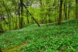 Wild garlic, Fforest Fawr, Tongwynlais.