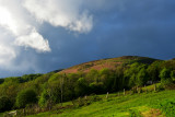 Early evening from my garden.