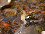 Young Chaffinch looking a little wind blown.