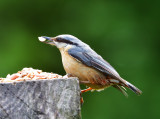 Nuthatch.