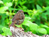 Young Dunnock.