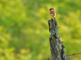 Male Stonechat against the setting sun.