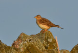 Skylark on a dry stone wall.