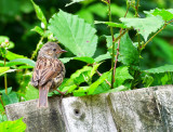 Young Dunnock.
