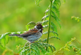 Reed Bunting.