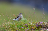 Juvenile Wheatear.