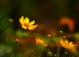 Yellow.