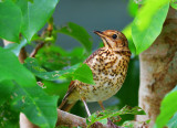 Song Thrush.