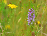 Wild Flowers, Dare Valley Country Park