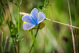 Common Blue