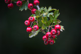 Hawthorn berries.