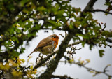 Robin, framed in a Hawthorn.