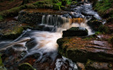 Forest stream.